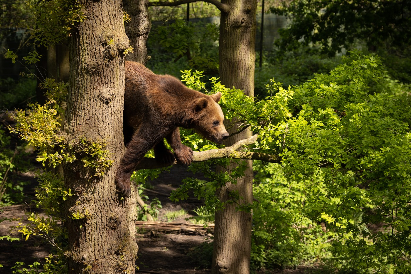 Bristol Zoo Project